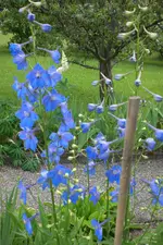 Garten3 06 2013 026.webp