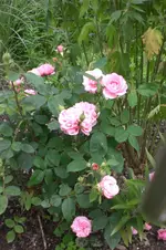 Garten3 06 2013 027.webp