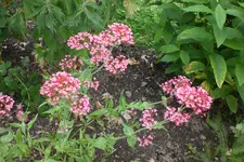 Garten3 06 2013 028.webp