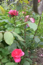 Garten3 06 2013 030.webp