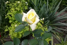 Garten3 06 2013 031.webp