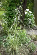 Garten3 06 2013 032.webp
