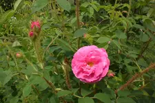 Garten3 06 2013 033.webp