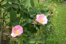 Garten3 06 2013 034.webp