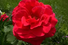 Garten3 06 2013 035.webp