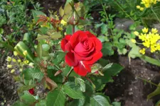 Garten3 06 2013 037.webp