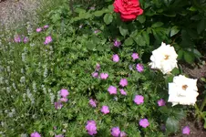 Garten3 06 2013 038.webp