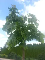 20130623_104132.webp