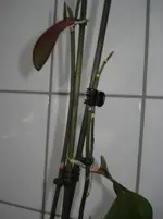 DSC03112.webp