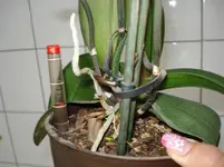 DSC03113.webp
