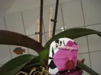 DSC03115.webp