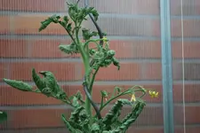 Tomaten1.webp