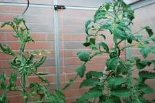 Tomaten.webp