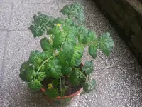 20130623_141300.webp