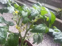 20130623_141401.webp