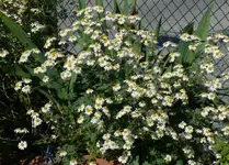 Tanacetum.webp