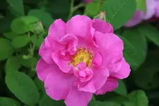 2013-06_Apothekerrose_006.webp