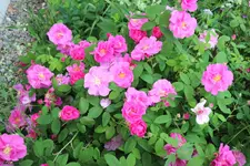 2013-06_Apothekerrose_007.webp