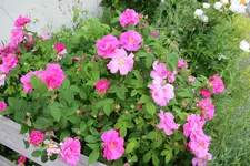 2013-06_Apothekerrose_008.webp