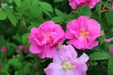 2013-06_Apothekerrose_009.webp