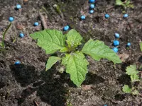 Nicandra physalodes.webp