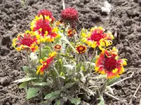 Gaillardia.webp