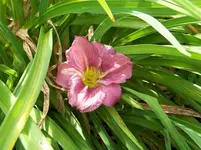 Hemerocallis.webp