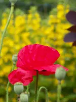 Klatschmohn.webp