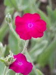 Lychnis coronaria.jpg