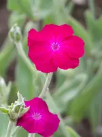 Lychnis coronaria.webp