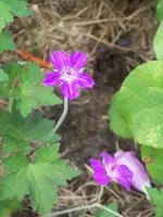 Sibierischer Storchschnabel.webp