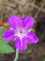 Geranium wlassovianum.webp