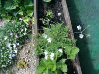 erodium guttatum.webp