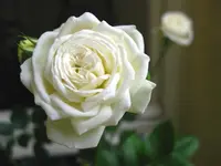 IMG_4506.webp