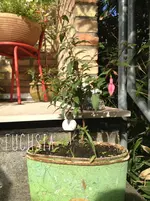 image.webp