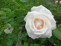 SAM_1146.webp