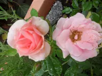 SAM_1152.webp