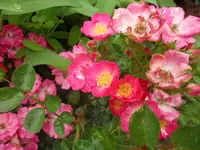 SAM_1151.webp