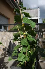 IMG_7040.webp