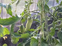 DSCF5146_.webp