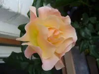 rose 001.webp