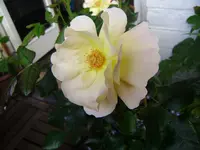 rose 005.webp