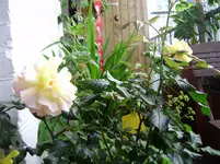 rose 009.webp