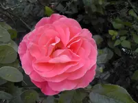 S1160002.webp