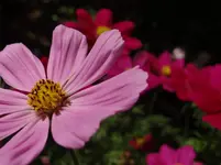 Blümchen1.webp