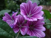 Blümchen6.webp