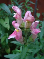 Blümchen4.webp