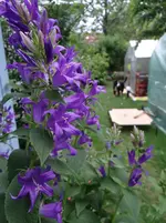 Blümchen7.webp