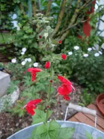 Blümchen5.webp