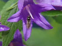 Blümchen9.webp